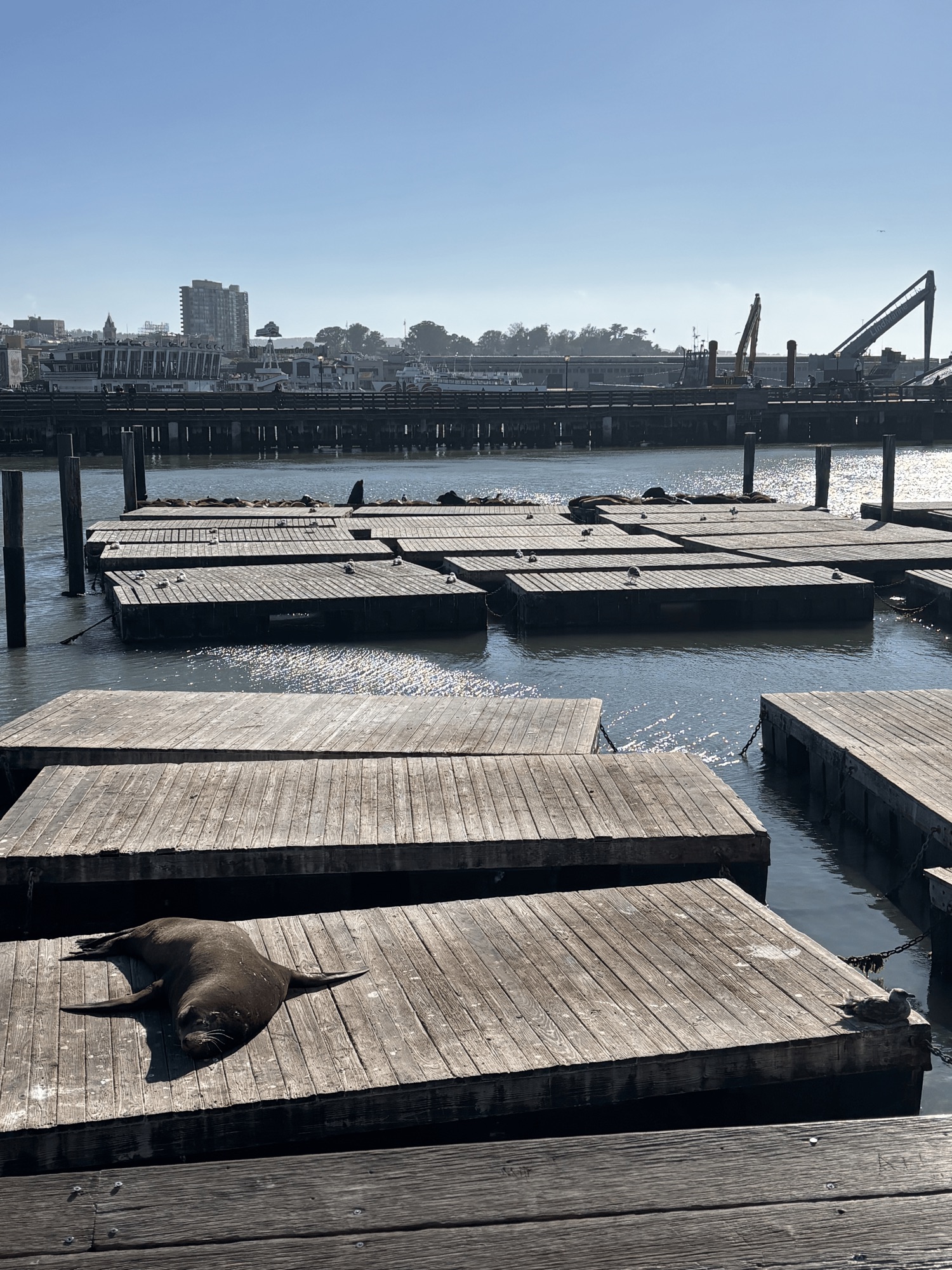a sea lion sleeping on the wooden docks at Pier 39