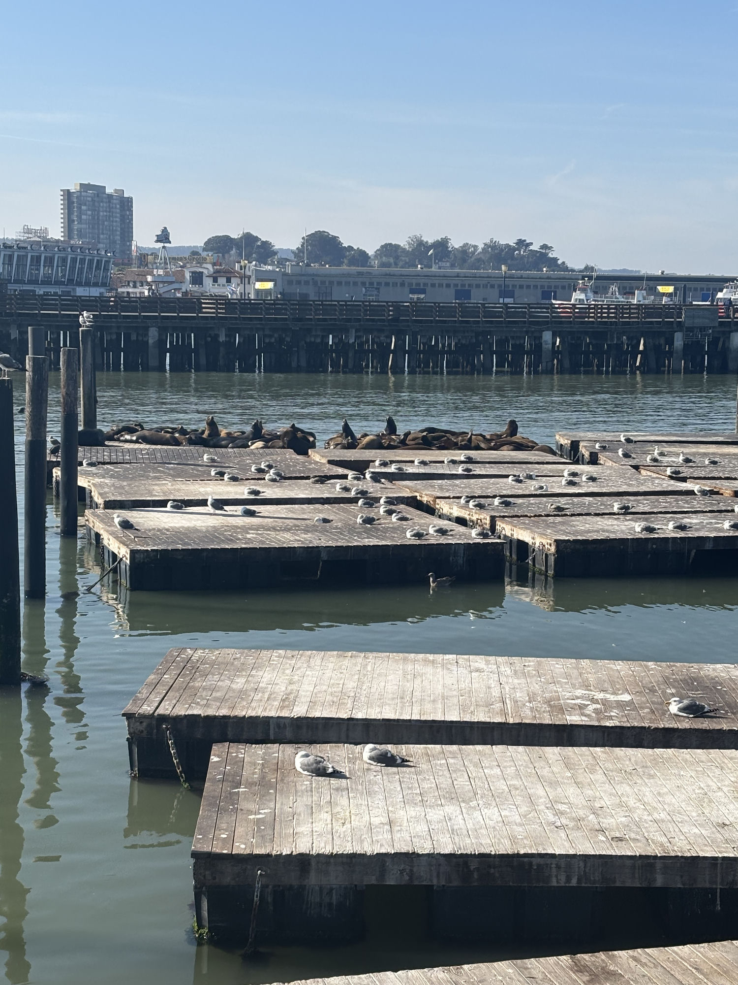 sea lions resting on the docks at Pier 39