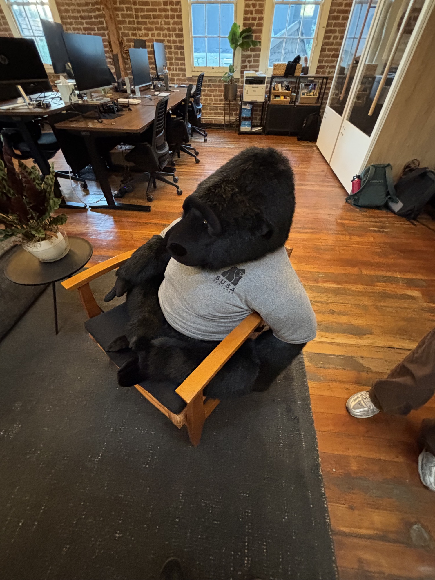 a giant stuffed gorilla wearing a Susa Ventures t-shirt sitting in an armchair at the Susa Ventures office